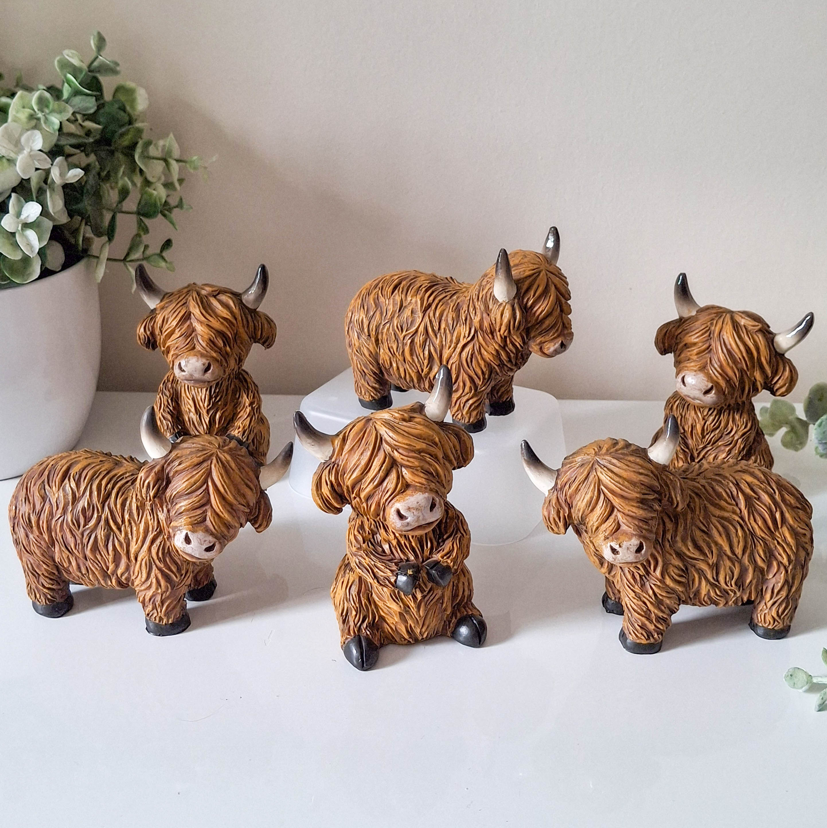 Small Happy Highland Coo Standing