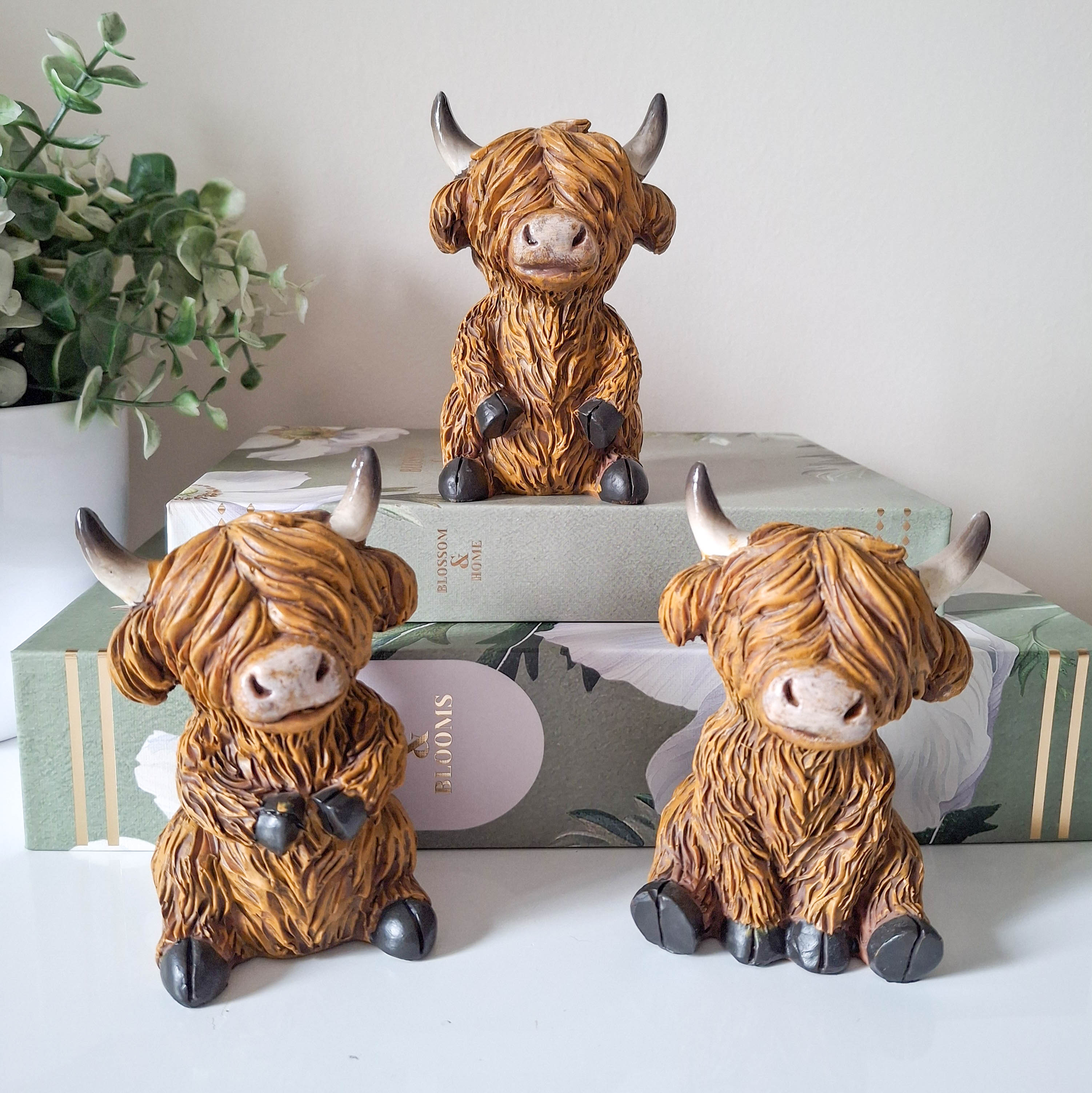 Small Happy Highland Coo Sitting
