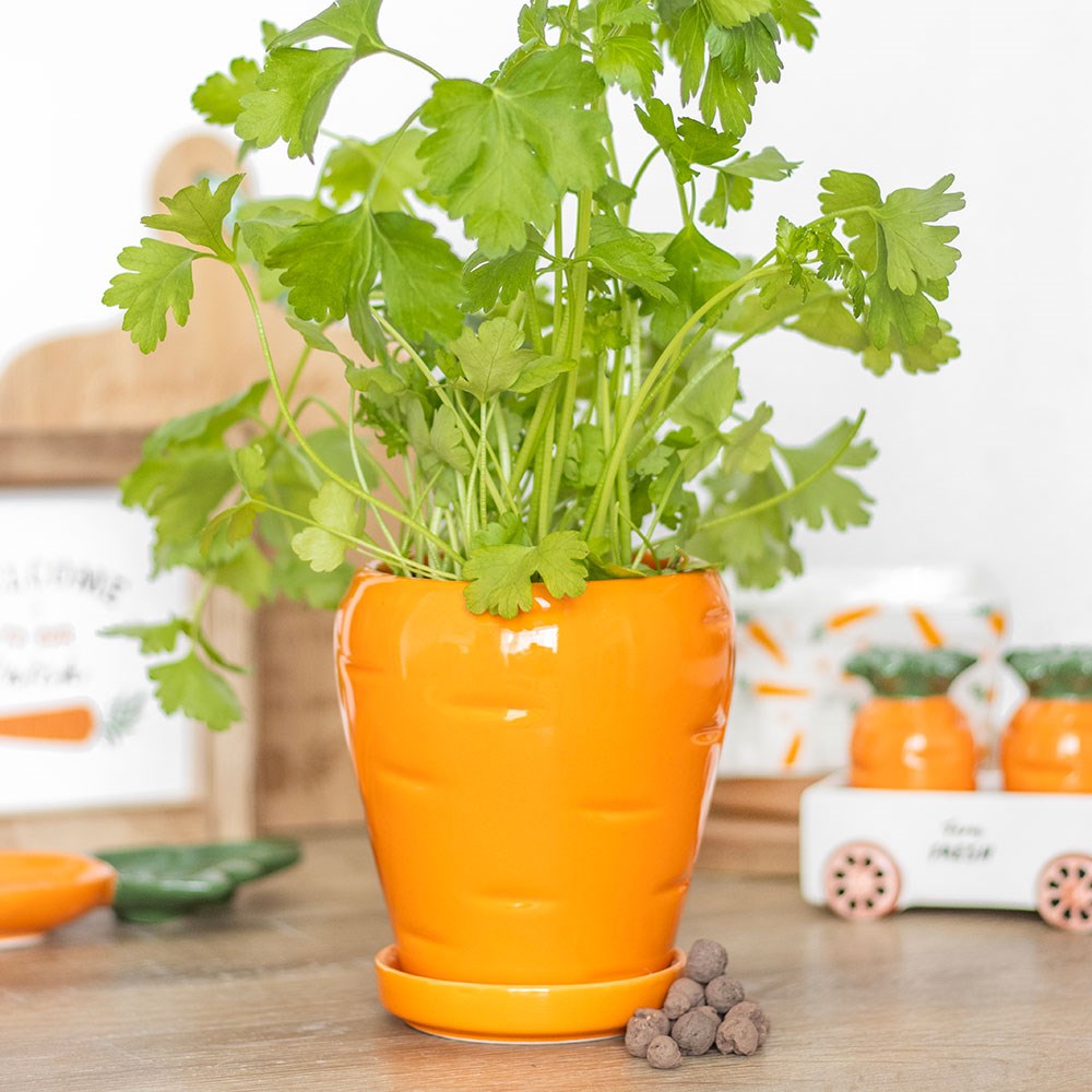 Carrot Patch Plant Pot with Parsley Seed Balls